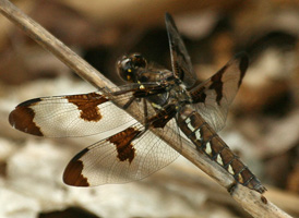 Common Whitetail
